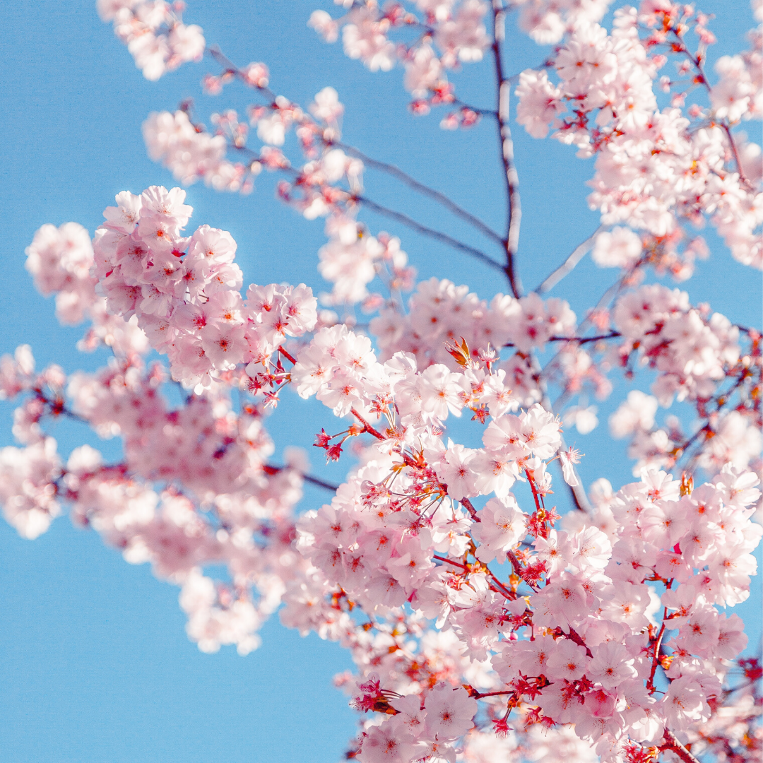 Blooming Marvellous - Thanet