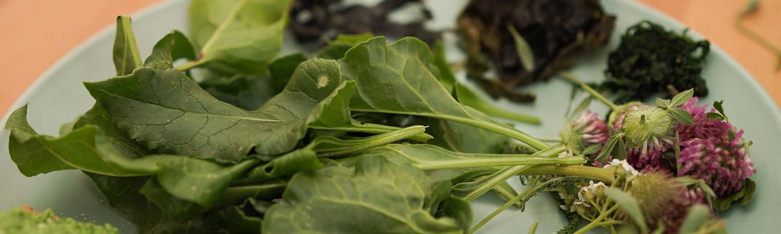 Doctor Forager Plate